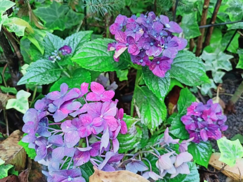  - Grădina 2025 continuare 5