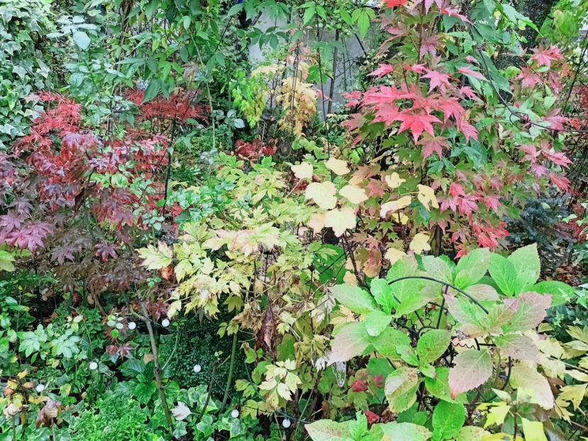 Osakazuki și Orange Dream - Grădina 2025 continuare 5