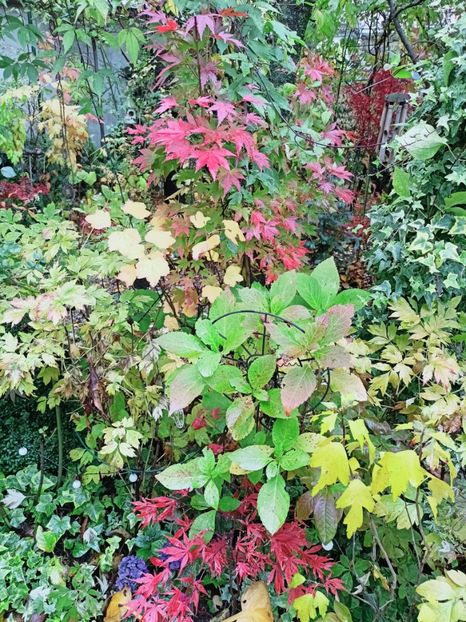 Orange Dream și Rainbow - Grădina 2025 continuare 5