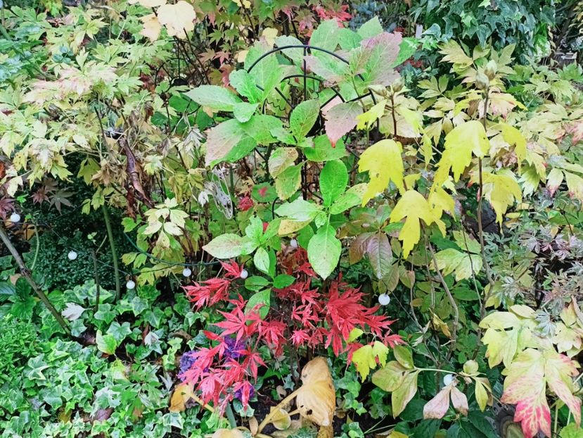 Rainbow - Grădina 2025 continuare 5