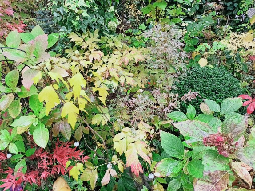 Rainbow și Butterfly - Grădina 2025 continuare 5