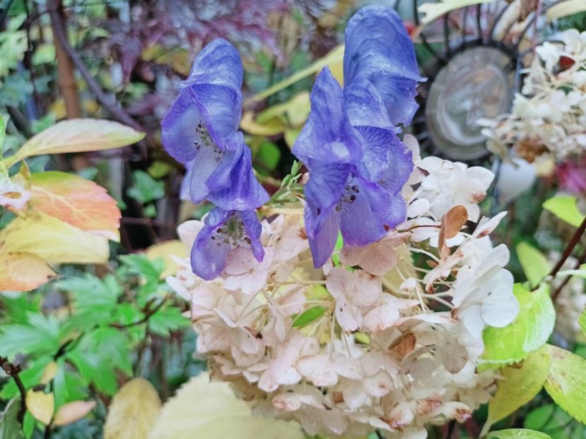  - Grădina 2025 continuare 5