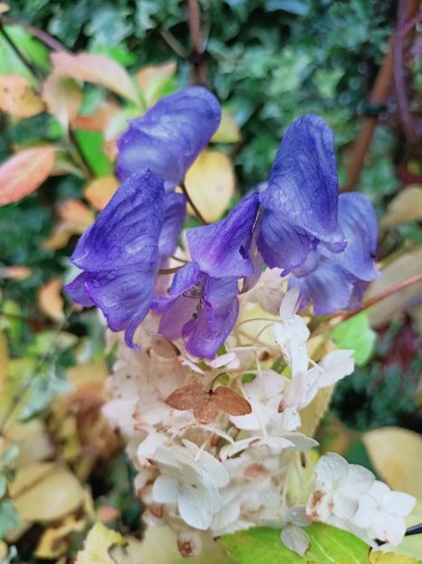  - Grădina 2025 continuare 5