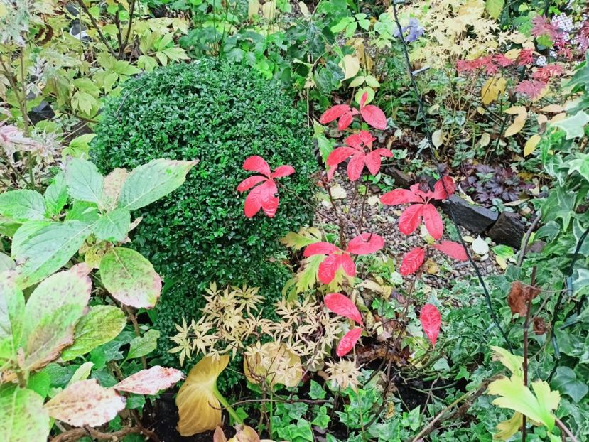  - Grădina 2025 continuare 5