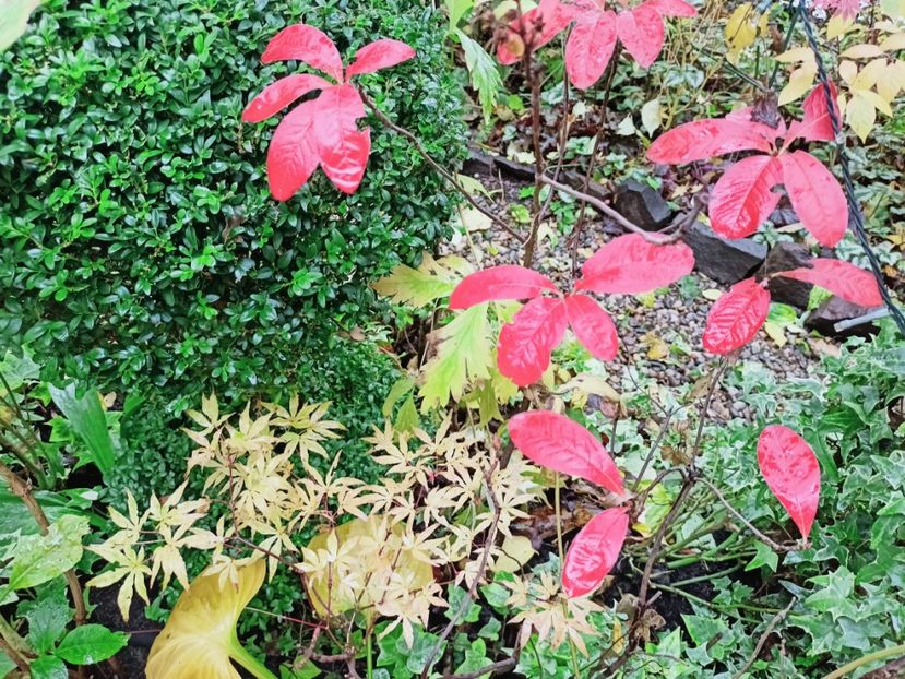 Ukigumo 2 - Grădina 2025 continuare 5