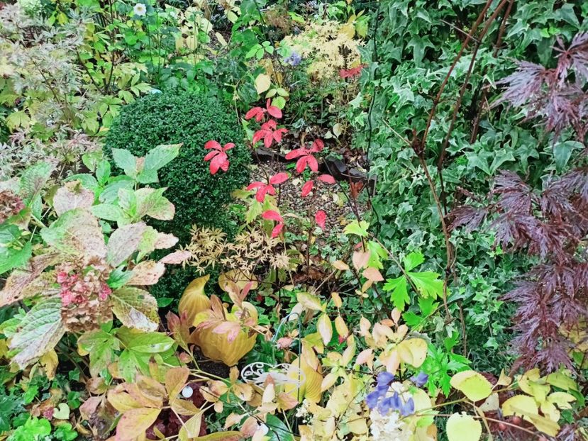  - Grădina 2025 continuare 5