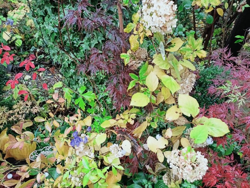 Firecracker - Grădina 2025 continuare 5