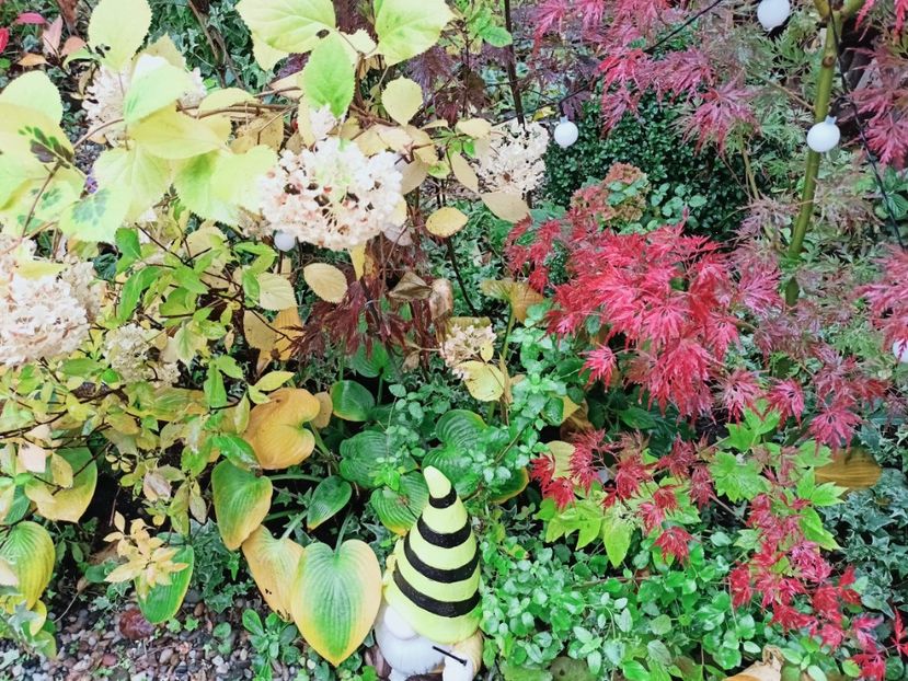 Seiryu - Grădina 2025 continuare 5