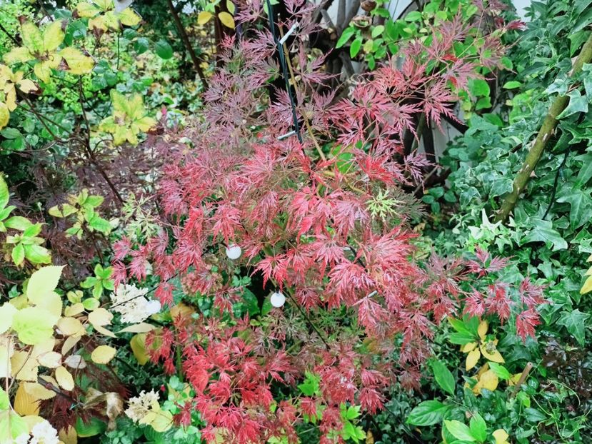  - Grădina 2025 continuare 5