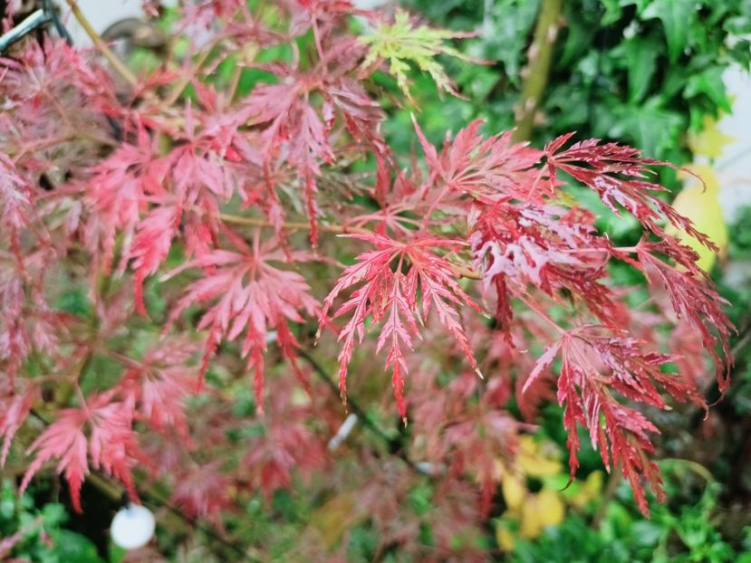  - Grădina 2025 continuare 5