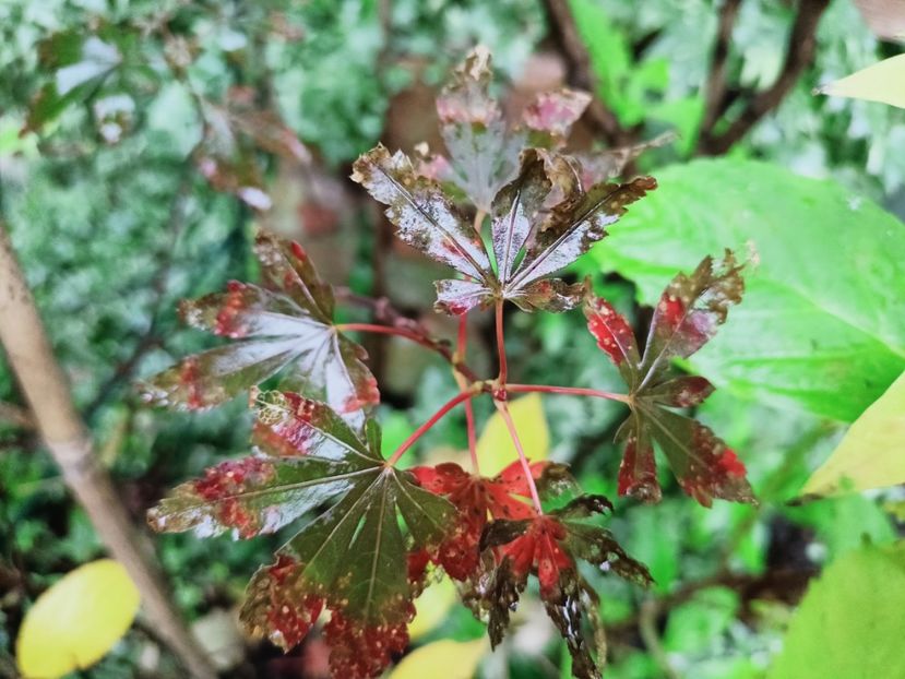  - Grădina 2025 continuare 5