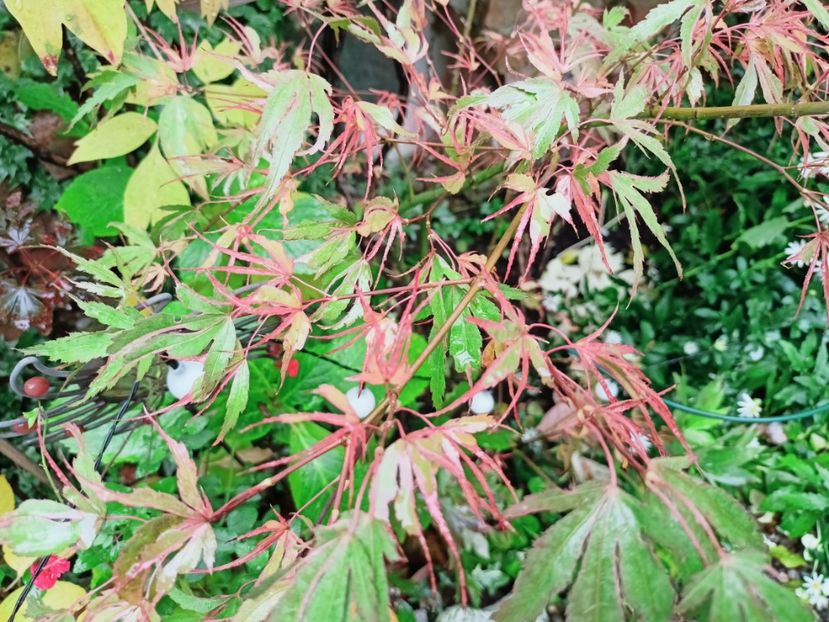 Manyo No Sato - Grădina 2025 continuare 5