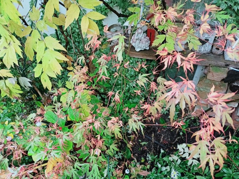  - Grădina 2025 continuare 5