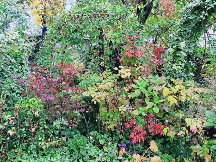  - Grădina 2025 continuare 5