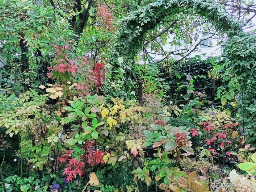  - Grădina 2025 continuare 5