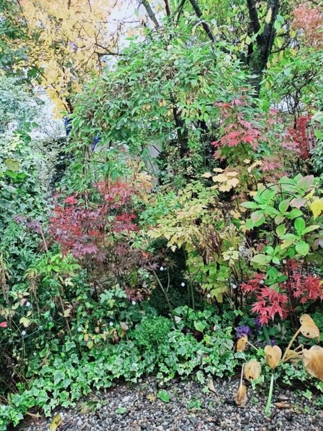  - Grădina 2025 continuare 5