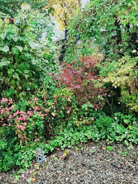  - Grădina 2025 continuare 5