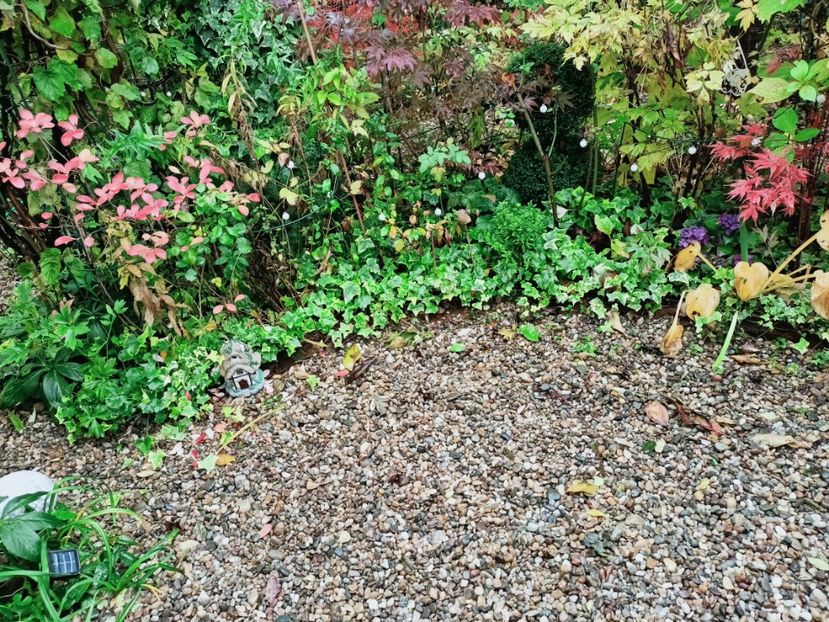  - Grădina 2025 continuare 5