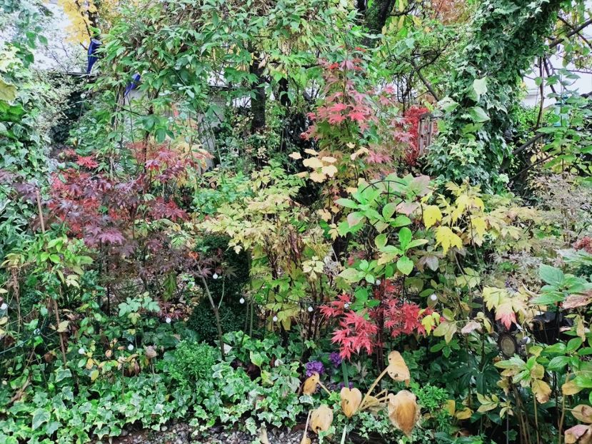  - Grădina 2025 continuare 5