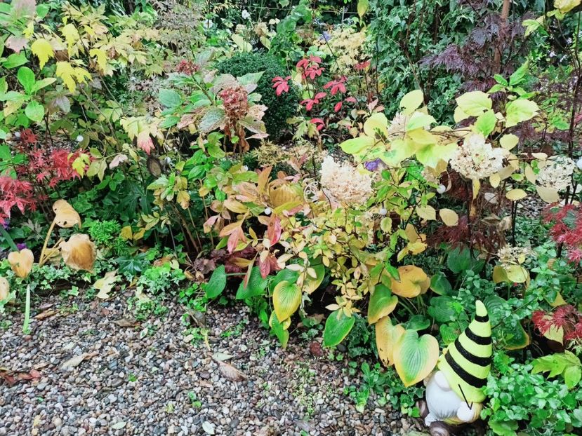  - Grădina 2025 continuare 5