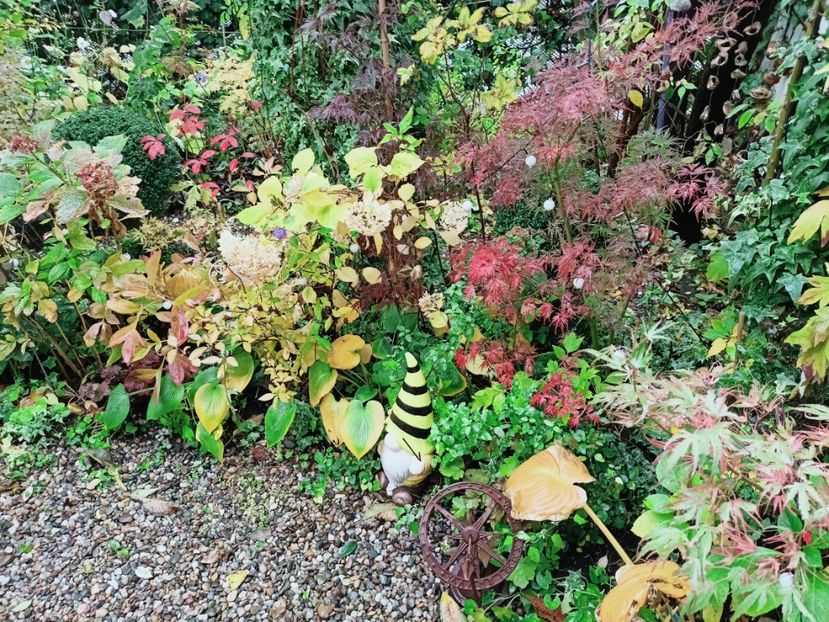  - Grădina 2025 continuare 5