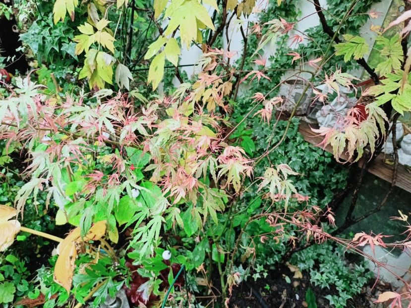  - Grădina 2025 continuare 5