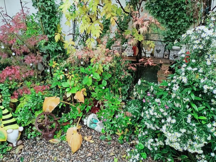  - Grădina 2025 continuare 5