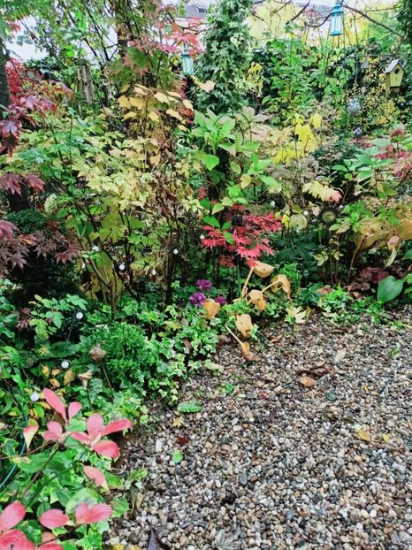  - Grădina 2025 continuare 5