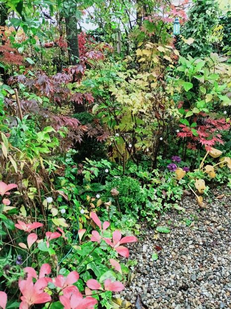  - Grădina 2025 continuare 5