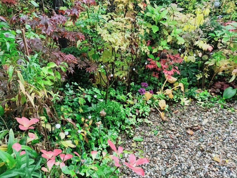  - Grădina 2025 continuare 5