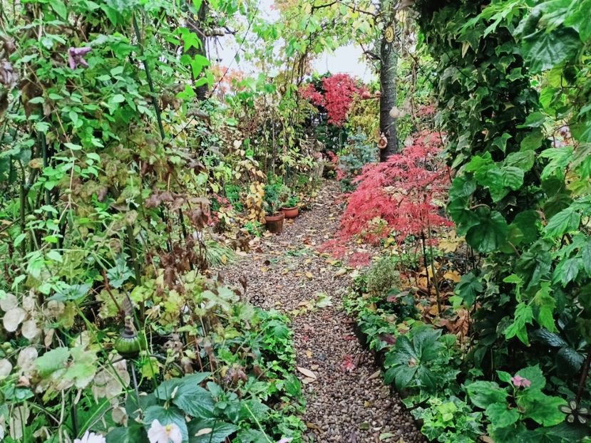  - Grădina 2025 continuare 5