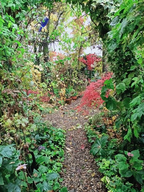  - Grădina 2025 continuare 5