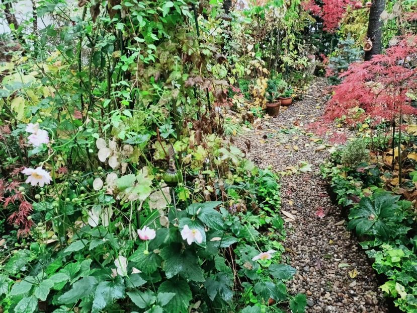  - Grădina 2025 continuare 5