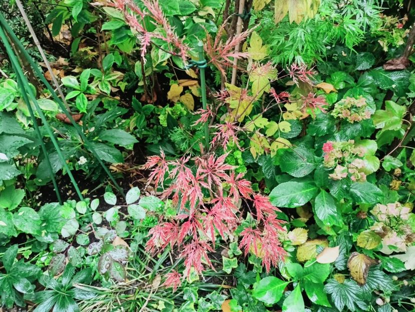  - Grădina 2025 continuare 5