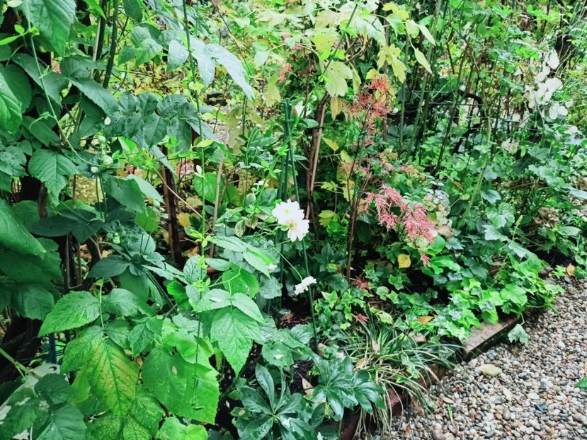  - Grădina 2025 continuare 5