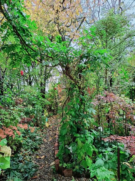  - Grădina 2025 continuare 5