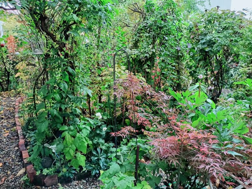 Shirazz - Grădina 2025 continuare 5