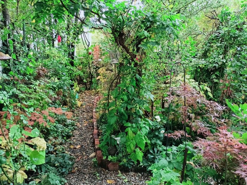  - Grădina 2025 continuare 5