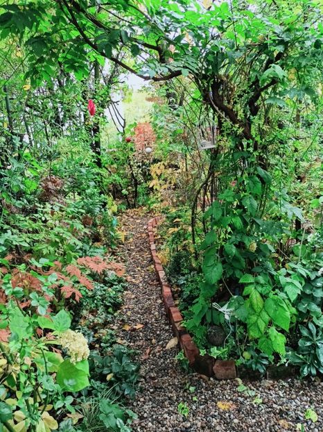  - Grădina 2025 continuare 5