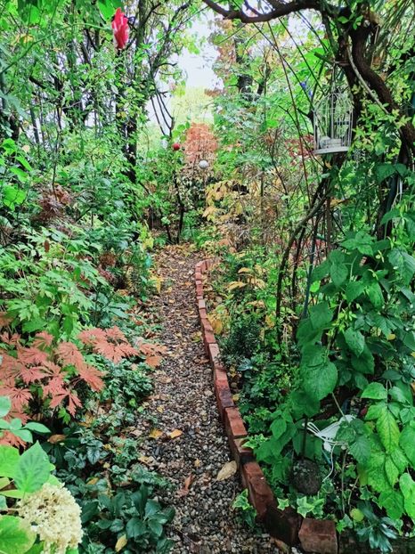  - Grădina 2025 continuare 5