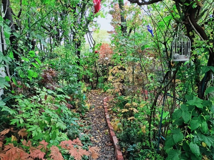  - Grădina 2025 continuare 5