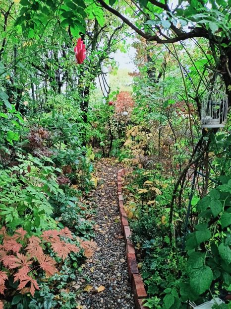  - Grădina 2025 continuare 5