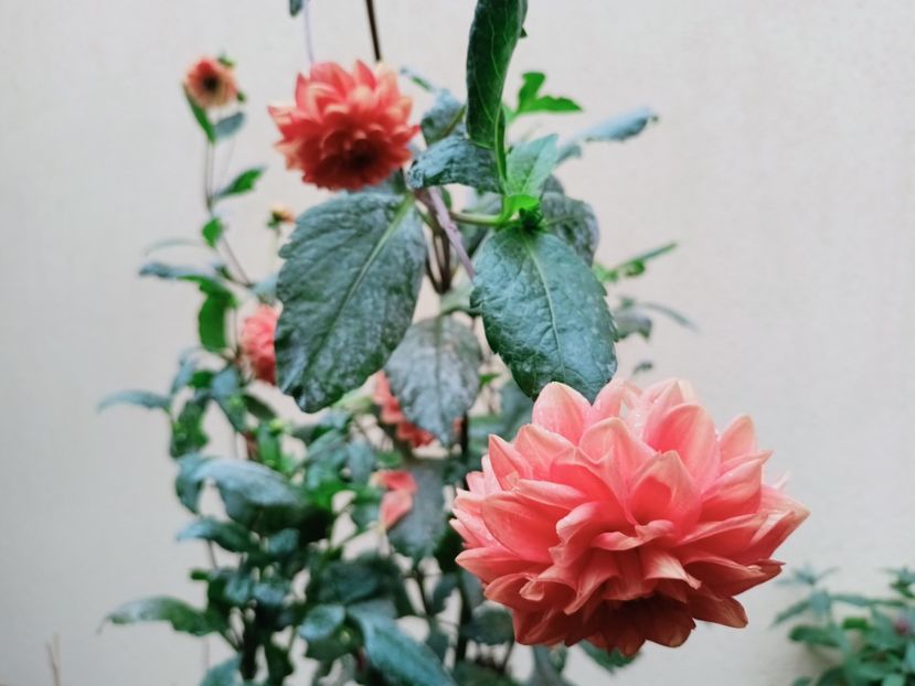  - Grădina 2025 continuare 5