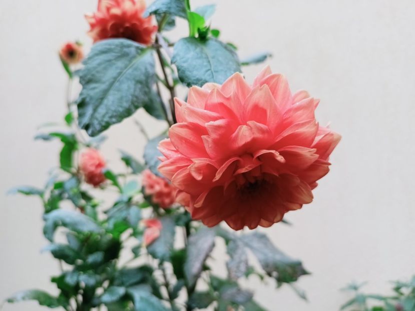  - Grădina 2025 continuare 5