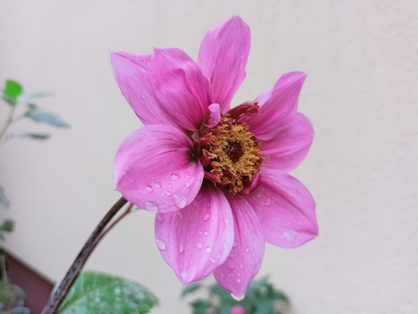  - Grădina 2025 continuare 5