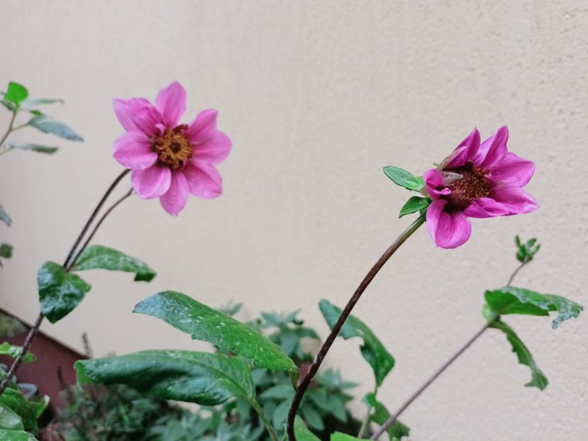  - Grădina 2025 continuare 5