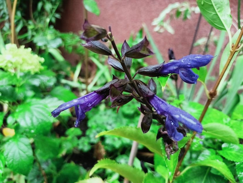  - Grădina 2025 continuare 5