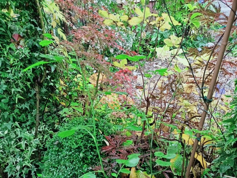  - Grădina 2025 continuare 5