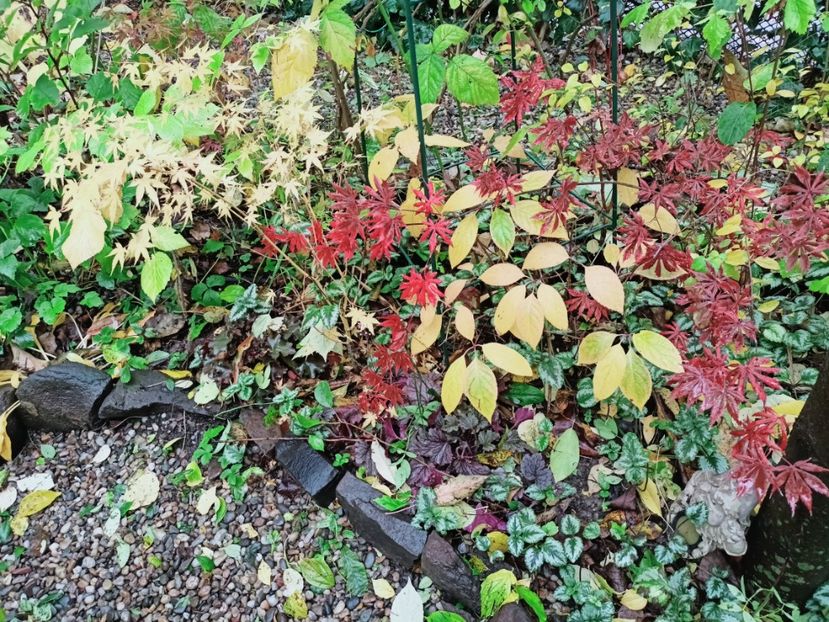  - Grădina 2025 continuare 5