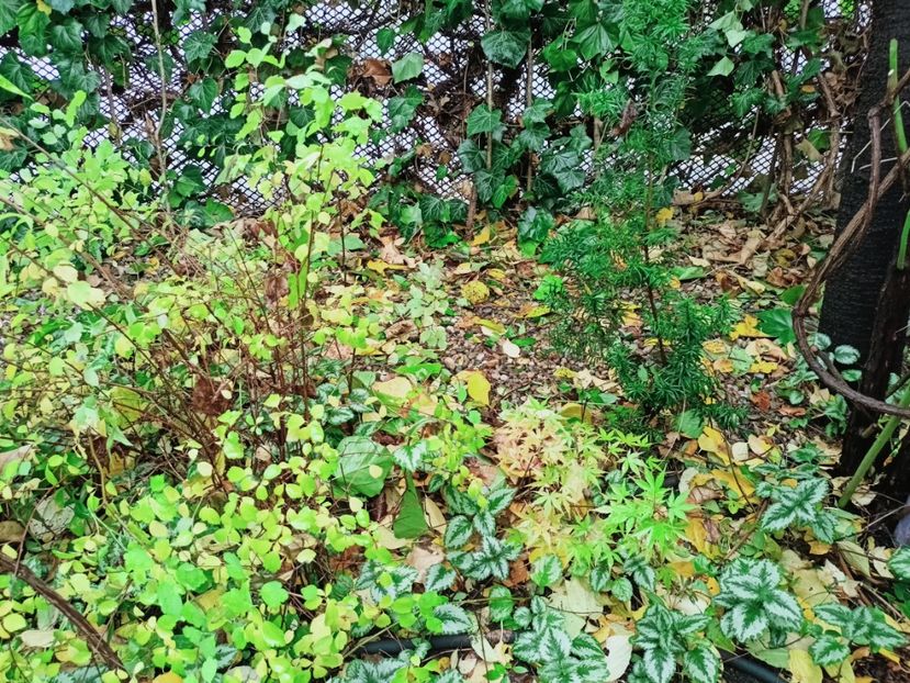  - Grădina 2025 continuare 5